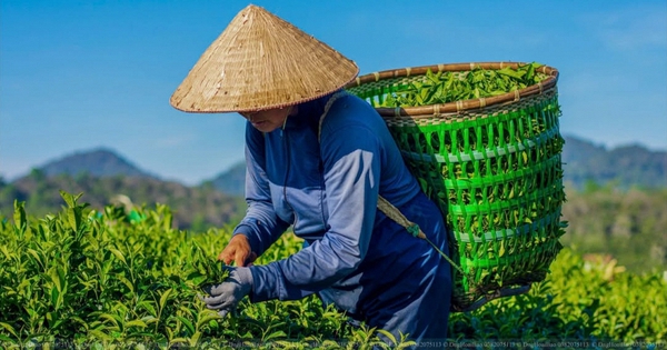 Nếu là người Việt, bạn nên có ít nhất 1 lần uống thử 7 loại trà này: Thượng hạng 5 sao, bao nhiêu mỹ từ cũng khen không đủ