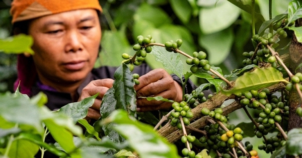 1 mặt hàng giúp Việt Nam mỗi ngày thu gần 764 tỷ: Hơn 80 quốc gia chốt đơn, dân theo nghề 