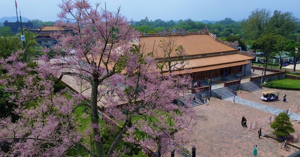 'Vương giả chi hoa' khoe sắc hồng tím trong Hoàng cung Huế