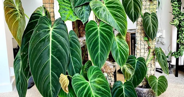 Gia đình khá giả chuộng trồng nhất 4 loài cây này: Cành khỏe, lá đẹp, dáng sang, nhìn là biết chủ nhân có gu