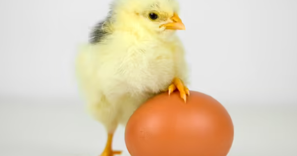 Con gà hay quả trứng có trước?