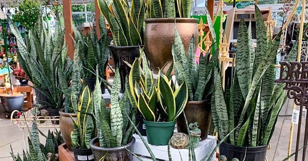 Lời khuyên đến những gia đình đang trồng cây lưỡi hổ