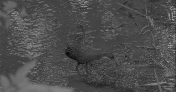 136.000 năm sau khi tuyệt chủng, loài chim cổ đại bất ngờ 