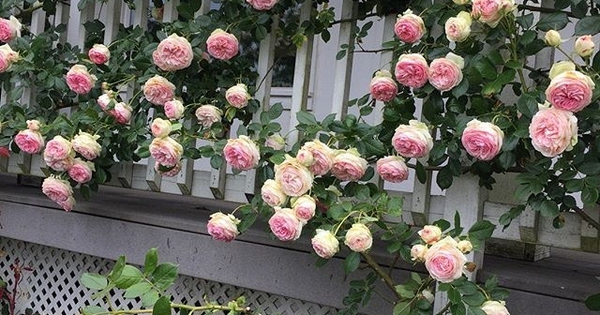 Lời khuyên đến những gia đình đang trồng hoa hồng