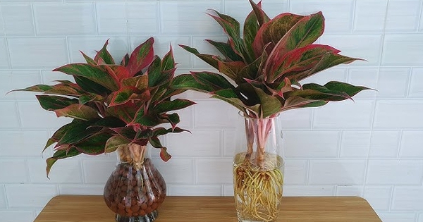 Lời khuyên tới các gia đình đang trồng cây phú quý