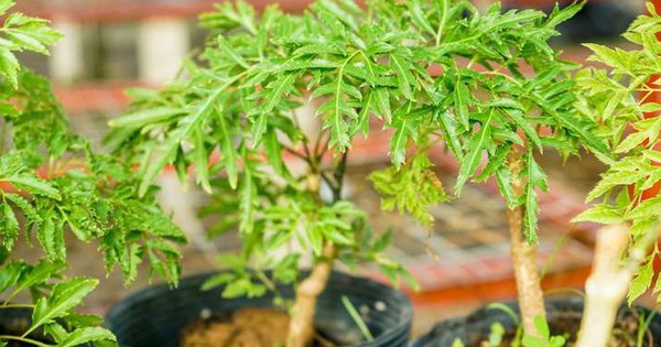 Lời khuyên đến những gia đình đang trồng cây đinh lăng