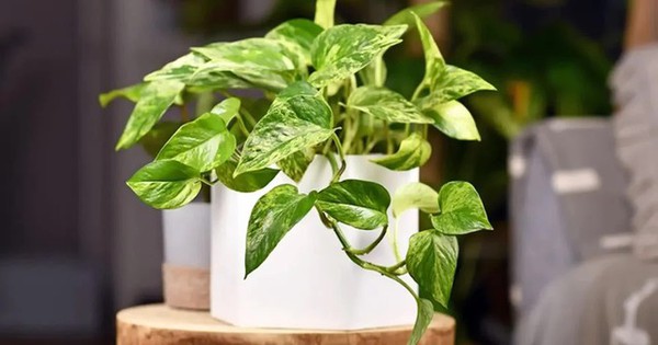 5 loại cây có tác dụng chữa lành nên trồng trong nhà để gia chủ luôn cảm thấy hạnh phúc, yêu đời