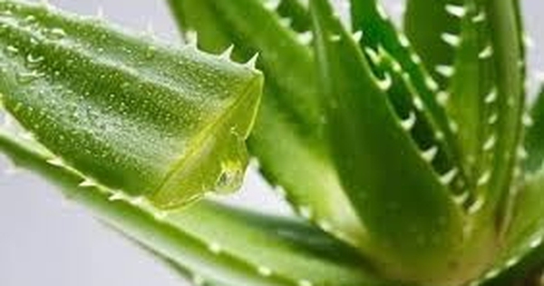 Lời khuyên đến những gia đình đang trồng cây nha đam