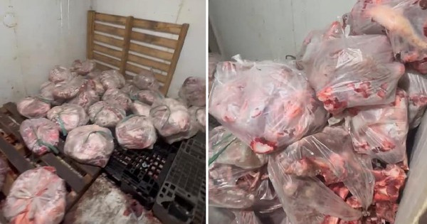 Đột kích lò mổ lậu phát hiện hơn 500kg thịt heo bốc mùi và heo bệnh chuẩn bị 