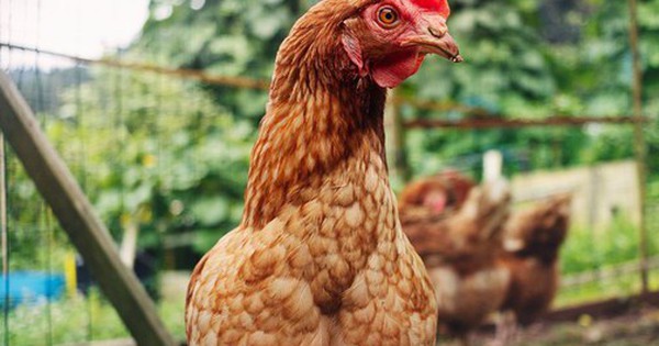 Gà có thể sống sót mà không có đầu không?