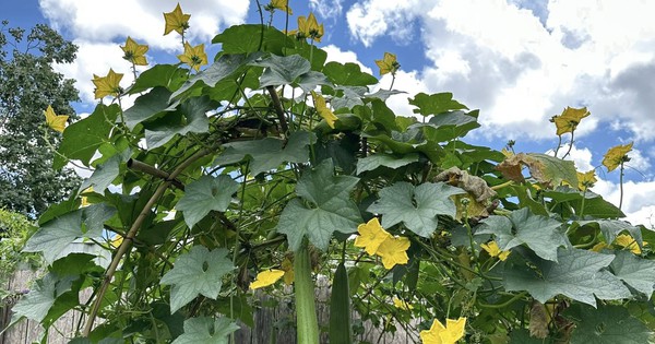 Lời khuyên đến những gia đình đang trồng cây mướp