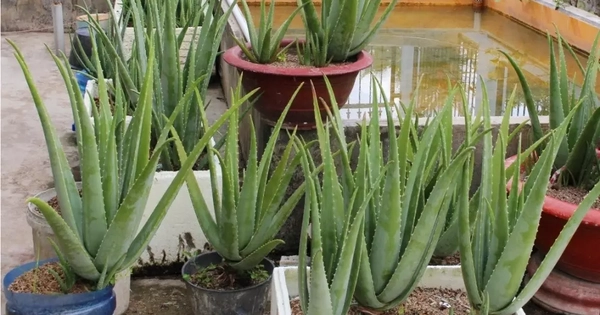 Lời khuyên đến những gia đình đang trồng cây nha đam