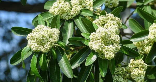 Lời khuyên đến những gia đình đang trồng cây hoa sữa