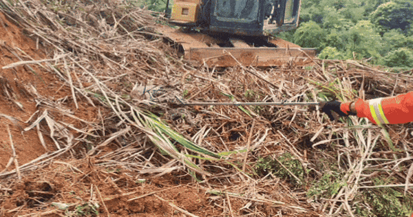 Đang dọn cỏ, người đàn ông lạnh gáy khi thấy 