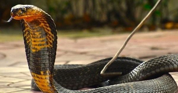 4 mùi hương đuổi rắn chạy mất dạng