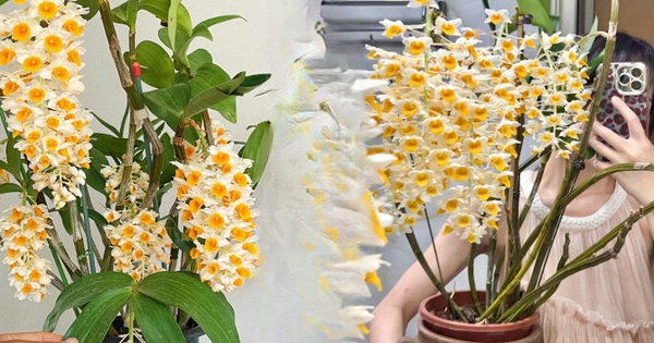 Loài lan đẹp như chùm đèn lồng treo hiên nhà: Chỉ cần nắm 5 nguyên tắc, hoa nở bền cả mùa, càng chơi càng mê