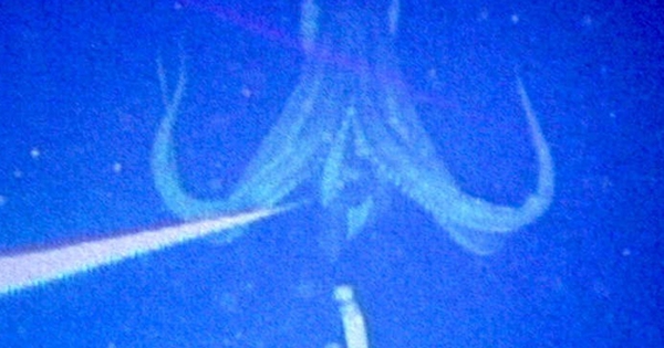 Ngư dân gây chấn động khi bắt gặp sinh vật hiếm khổng lồ vừa 