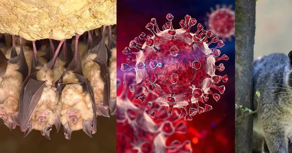 Cảnh báo sớm nguy cơ dịch bệnh mới từ virus corona ở dơi