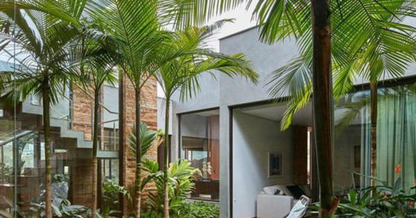 4 loại cây nên trồng trước cửa nhà: Vừa ‘trấn trạch’, vừa ‘hút’ tài lộc