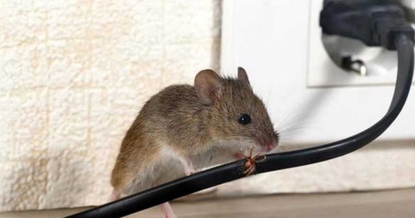 5 thứ chuột sợ nhất, hễ gặp là chạy mất dạng