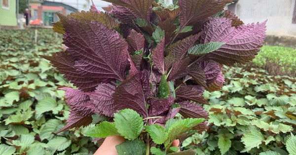 Lời khuyên đến những gia đình đang trồng cây tía tô