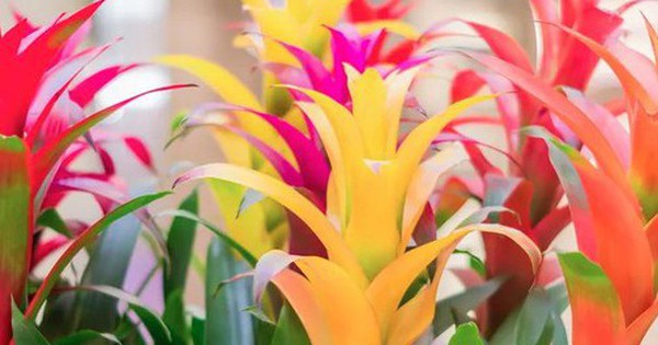 5 loại cây gần như “không thể chết”