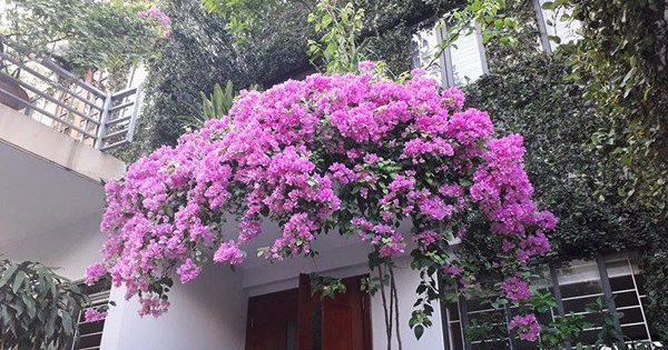 Không phải mê tín: Nếu nhà xuất hiện 7 dấu hiệu này, may mắn kéo dài, vừa đẹp sang vừa hút lộc, bảo sao càng ở càng hưởng lợi