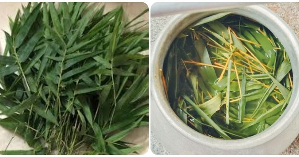 Uống nước lá tre gai có tác dụng gì?