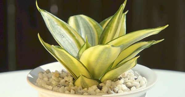 5 kiểu người hợp trồng cây lưỡi hổ nhất