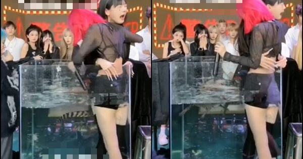 2 nữ streamer bị ép nhảy vào bể cá có cá sấu để livestream kiếm tương tác