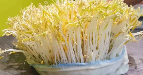 Lời khuyên đến những gia đình tự trồng giá đỗ