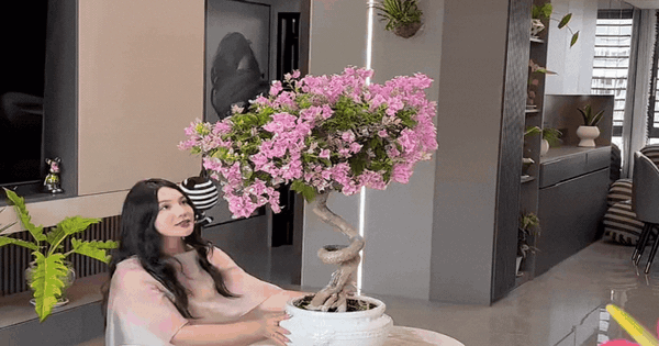 Bí quyết tự tay tạo dáng cây hoa giấy 