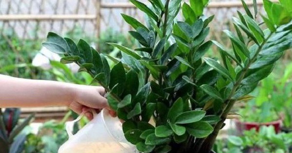 6 sai lầm khi trồng cây kim tiền khiến cây nhanh tàn, tài lộc khó tụ