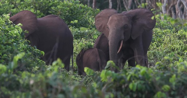 Một đại gia bị voi giẫm tử vong