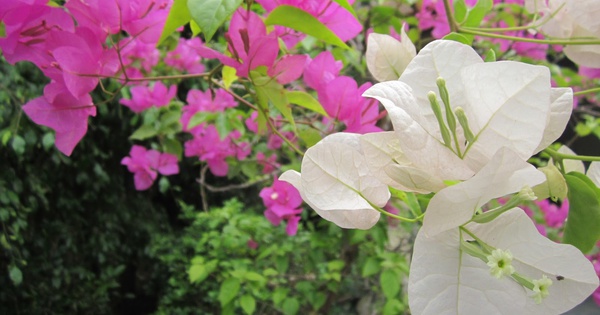 Lời khuyên chân thành đến những gia đình đang trồng cây hoa giấy