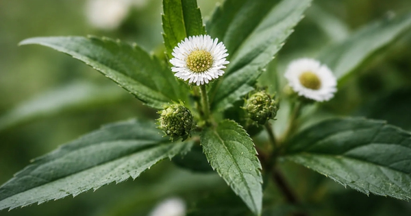 Loại cây chống rụng tóc, kích thích mọc tóc cực đỉnh, giảm cả mỡ máu: Mọc dại đầy Việt Nam