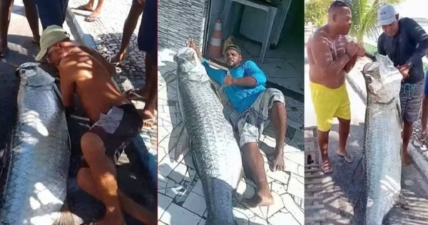 Ngư dân bắt được con cá khổng lồ dài 1,9m và nặng 120kg