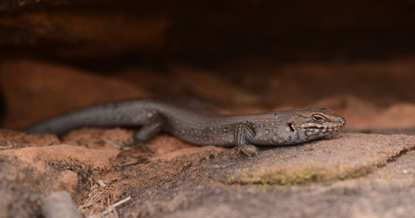 Phát hiện gây chấn động: “Kẻ ẩn mình” lộ diện trong sa mạc Australia, loài thằn lằn hiếm chỉ còn dưới 20 cá thể
