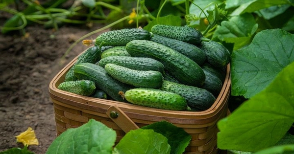 Muốn ăn no mà không lo tăng cân? 3 loại rau ít calo này đang được nhắc đến nhiều