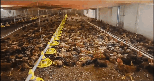Chập điện khiến trang trại gà hơn 5.000 con chết ngạt