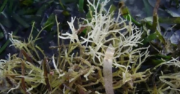 Bí mật loại rau tên là bộ phận của một con vật, xưa là rau dại nay thành đặc sản nổi tiếng