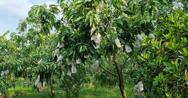 Kỳ lạ loại quả nhiều đường bậc nhất nhưng lại giúp ngừa tiểu đường, phòng cả ung thư: Việt Nam rất sẵn