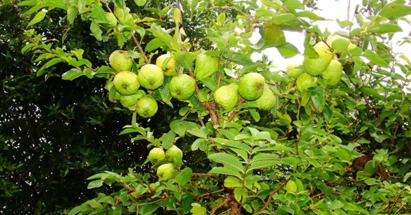 Lời khuyên dành cho những gia đình đang trồng cây ổi