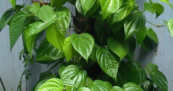 Lời khuyên đến những gia đình đang trồng cây trầu không