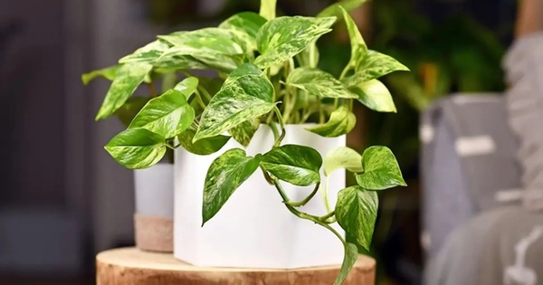 Lời khuyên chân thành đến những gia đình đang trồng cây trầu bà