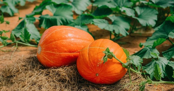 Lời khuyên đến những gia đình đang trồng cây bí đỏ