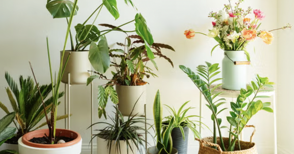 3 loại cây rất hợp với gia chủ trên 50 tuổi