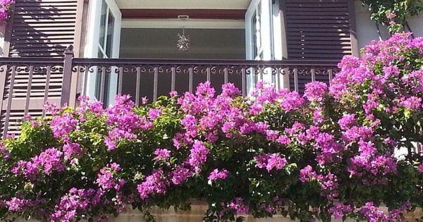 Lưu ý khi trồng cây hoa giấy