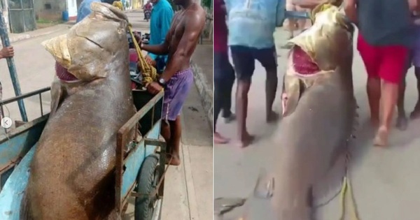 Người đàn ông bắt được con cá mú khổng lồ nặng 250kg trên biển