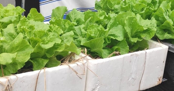 Lời khuyên tới các gia đình đang tự trồng xà lách